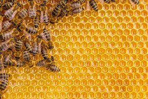 Bienenwachs aus Naturwabenbau